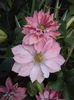 DSC09930