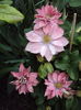 DSC09931