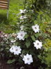 DSC09936