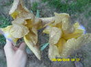 Irisul cu 4 culori si frunze mov la baza