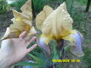 Irisul cu 4 culori si frunze mov la baza