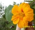 prima floare de conduras (Tropaeolum majus).