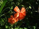 DSCN7654
