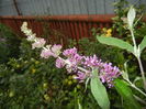 Buddleja davidii Purple (2015, Jul.10)