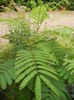 Albizia julibrissin_Silk Tree (2015, Jul.01)