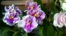 WP_20151228_14_42_25_Pro