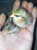 gaini bantam