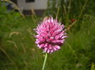 Allium sphaerocephalon (2015, July 01)