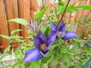 multiblue