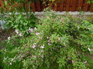 Deutzia Gracilis