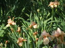 DSCF8303