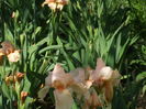 DSCF8304