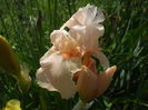 DSCF8321