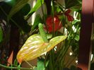 anthurium (2)