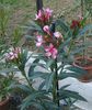 in floare (2)