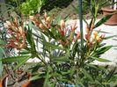in floare (5)