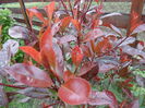photinia
