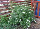 Spiraea