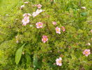potentilla Lovely Pink