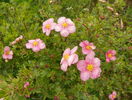 potentilla Lovely Pink