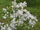 exochorda The Bride