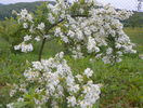 exochorda The Bride