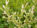 salix Hakuro Nishiki