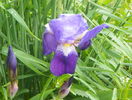 iris germanica