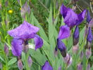iris germanica
