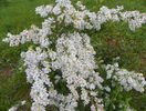 exochorda The Bride