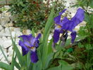 iris germanica