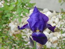 iris germanica