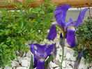 iris germanica