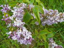 liliac Marechal Foch