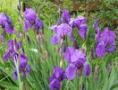 iris germanica