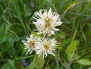 fothergilla major