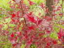physocarpus Andre