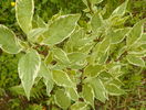cornus alba sericea variegata