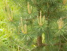 pinus sylvestris