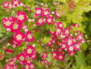 crataegus laevigata Punicea