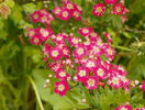 crataegus laevigata Punicea