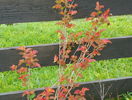 physocarpus Amber Jubilee