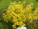 physocarpus Dart's Gold