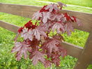 acer Crimson Sentry