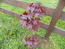 acer Crimson Sentry