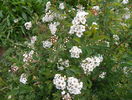spiraea vanhouttei