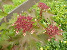 viburnum sargentii Onondaga