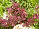 berberis Rose Glow