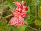 azalea Corneille