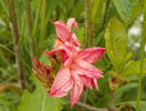 azalea Corneille